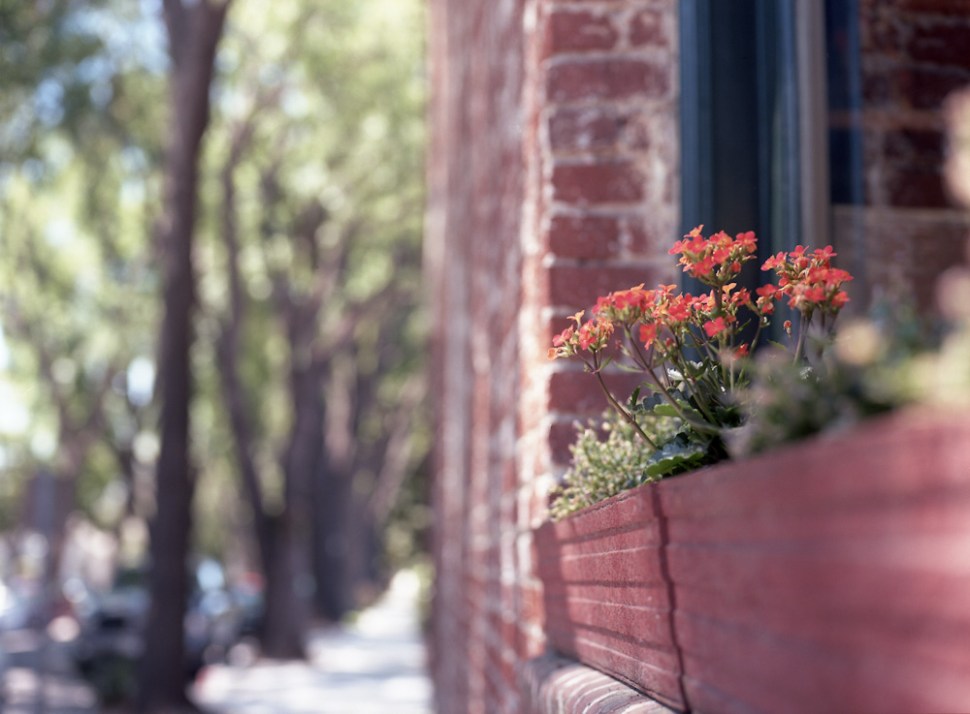 stacikennellylosangels2pm