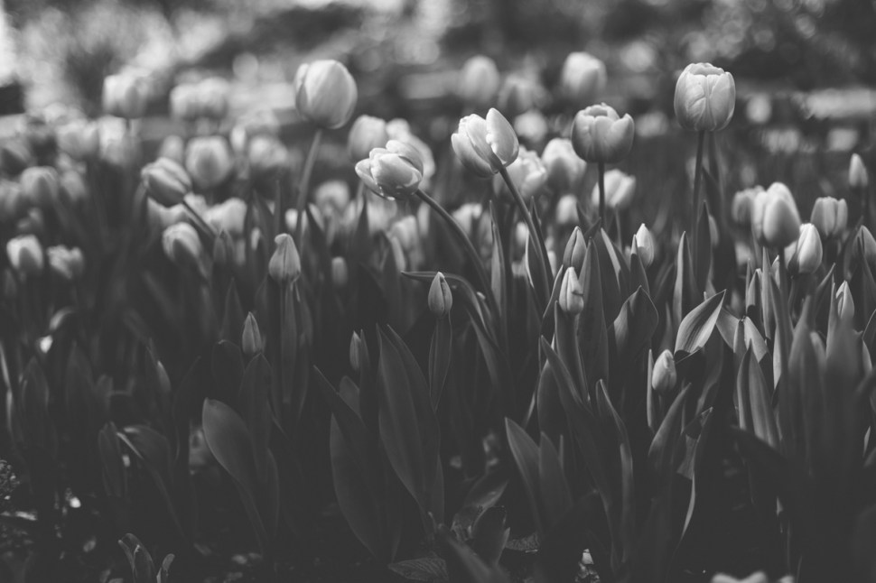 bwtulip-2