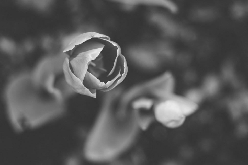 bwtulip-4