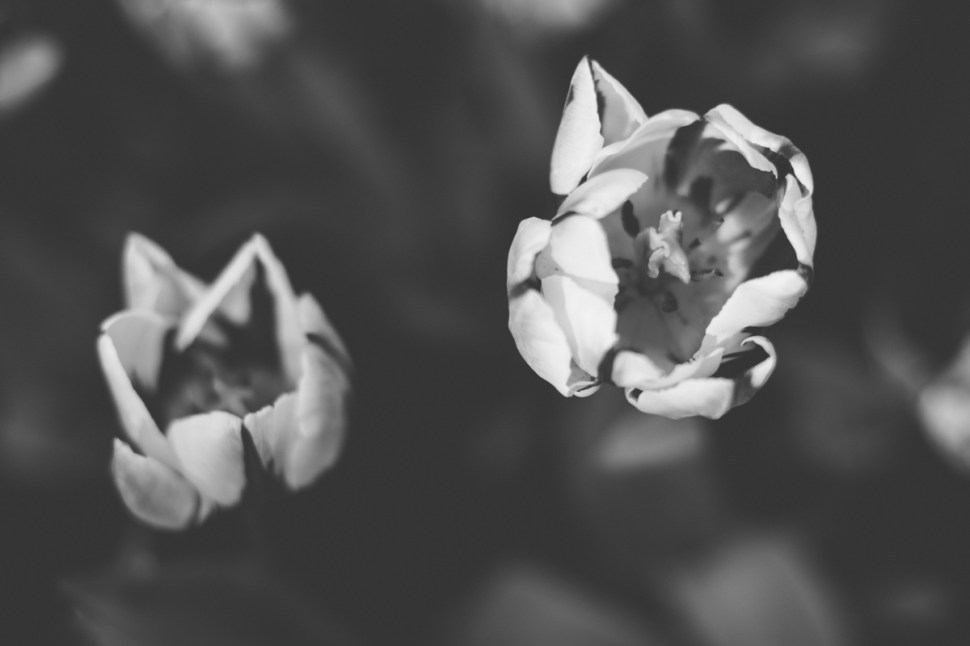 bwtulip-7